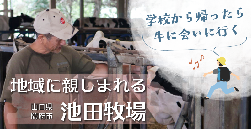 地域に親しまれる　山口県防府市　池田牧場　学校から帰ったら牛に会いに行く